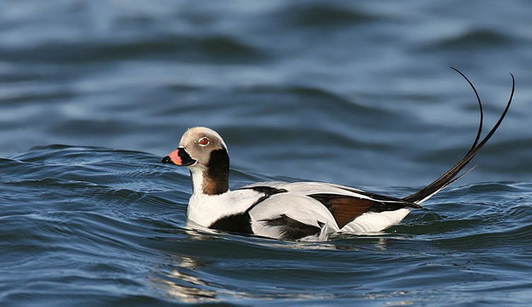A black and white patterned duck, with two long black tail feathers, floats on the water. 