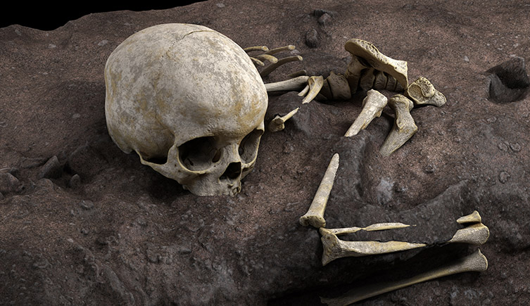 A virtual reconstruction of the burial, showing the skull and bones positioned in the dark brown soil.