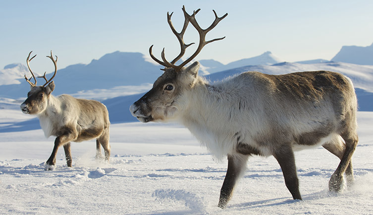 Two reindeer walking across snowcovered ground, with snowy mountains in the background. 