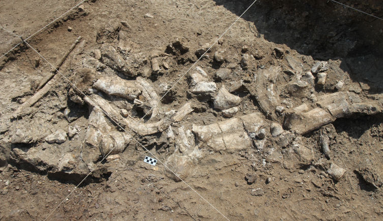 A fossil hippo skeleton and associated Oldowan artifacts during excavation