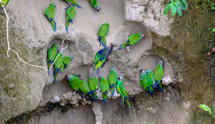 Parrots with blue heads and green bodies lick a grey/brown cliff.