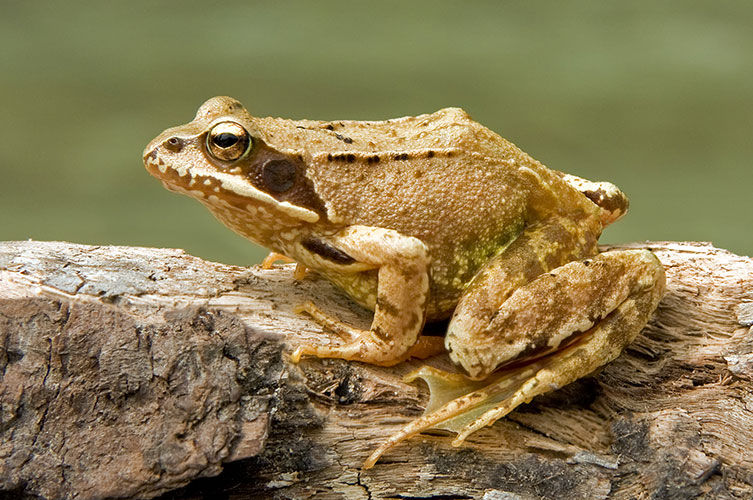 A mostly light brown frog with patches of off-white on its belly and legs, and a darker brown patch on the side of its head. 