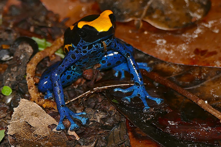 A frog with a black upper body with yellow patches. Its underside is bright blue with black spots. 