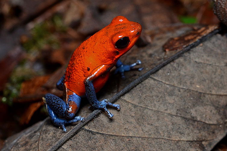 A bright red-orange frog with black eyes, and blue legs speckled with black. 