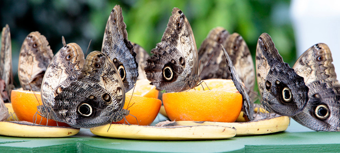 Owl butterflies feeding on fruit