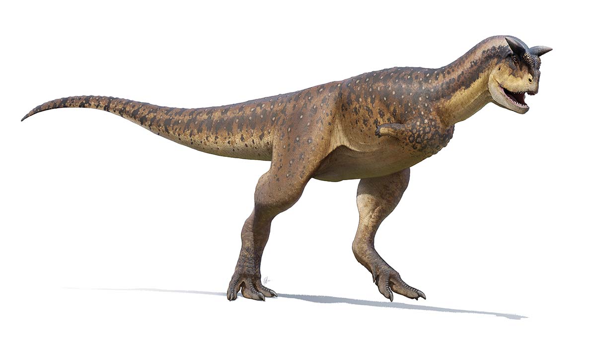 An artist's impression of Carnotaurus sastrei on a white background.
