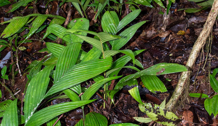 The leaves of Pinanga subterranean showing above ground
