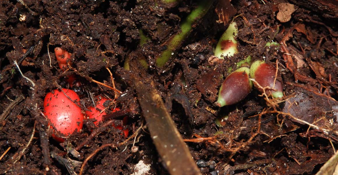 Fruit and flowers of Pinanga subterranean buried in the soil