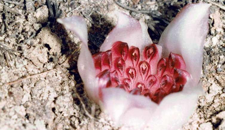 A Rhizanthella in the soil with its flowers exposed