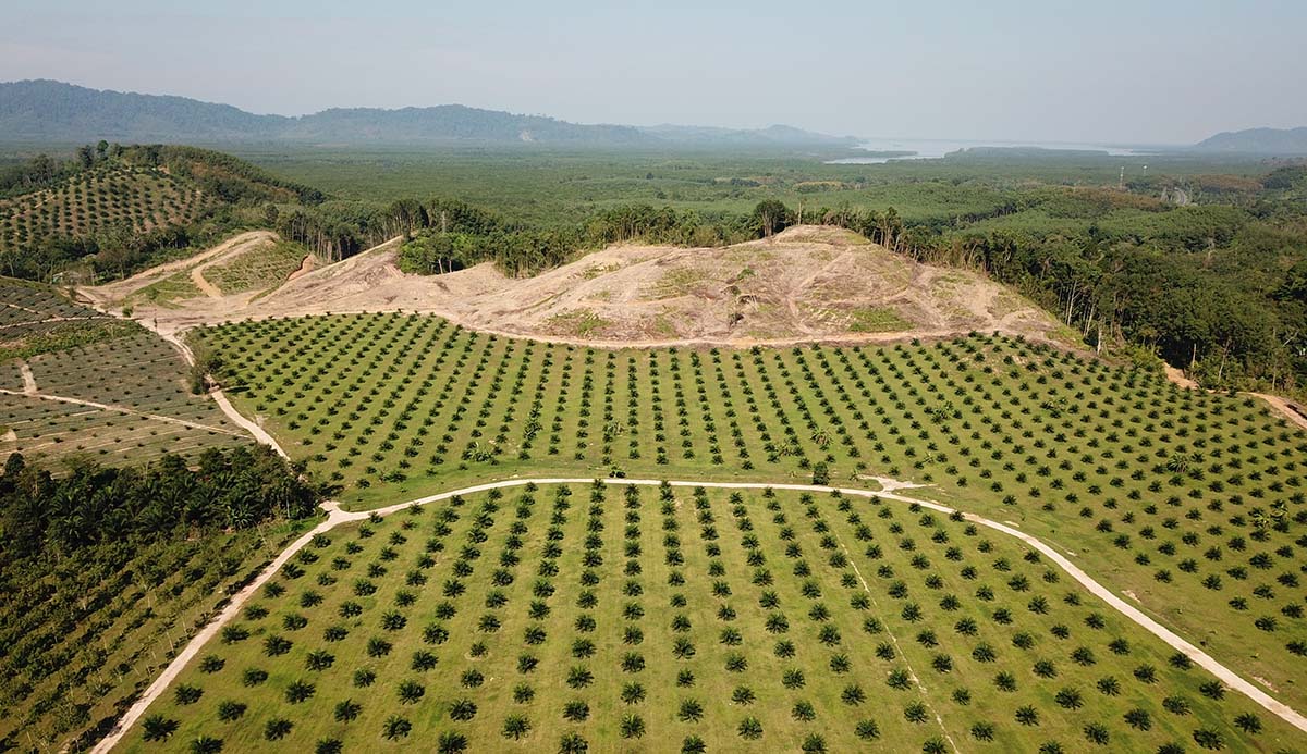 An aerial photo of a palm oil plantation encroaching on a rainforest.