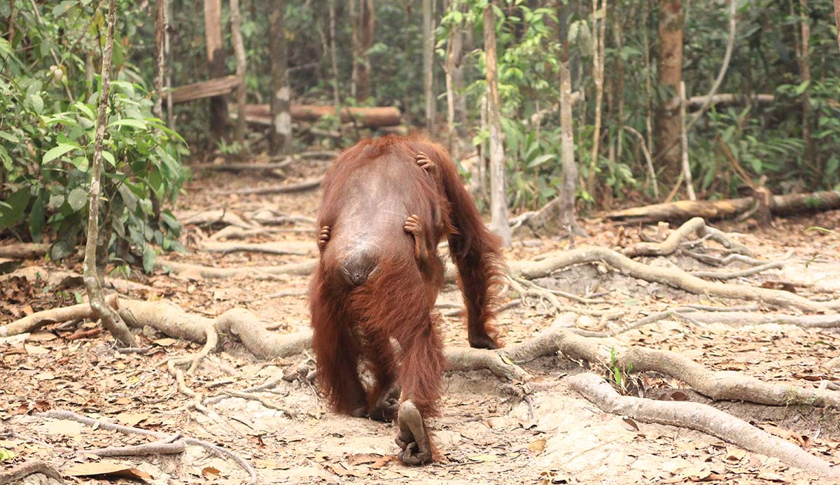 An orangutan seen from behind walks through a cleared area in a forest, with a baby hanging onto its underside.