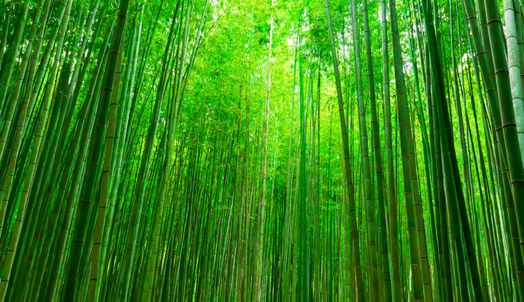 A bamboo forest with light filtering through the canopy