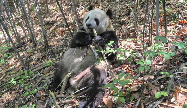 A panda eats a bamboo shoot