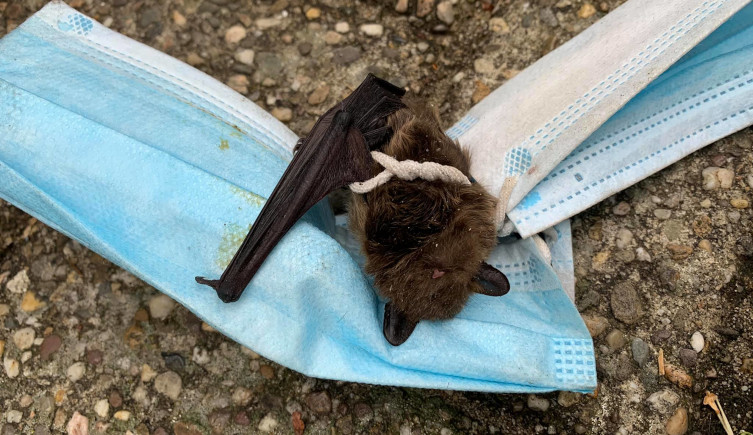 A bat lies tangled in a face mask on a gravel floor