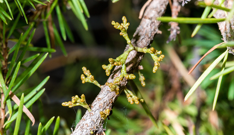 Dwarf mistletoe
