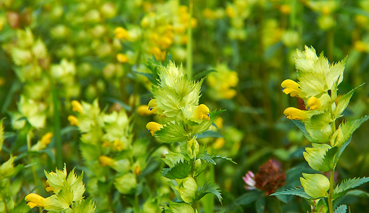 Rhinanthus minor
