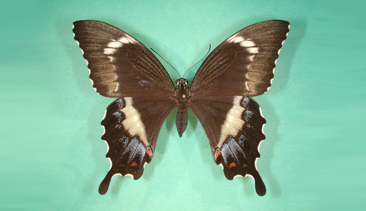 The Samoan swallowtail butterfly, or Papilio godeffroyi, on a green background.