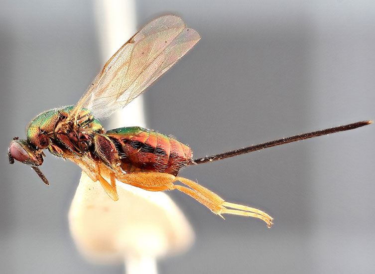 Image of a parasitoid wasp