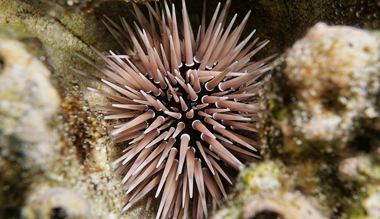A sea anemone with a dark body and light pink spines.