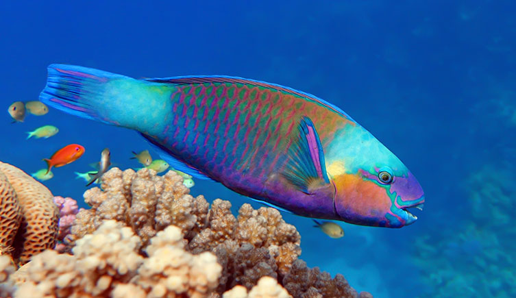 A colourful parrotfish swimming over coral
