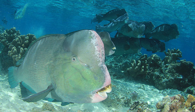 A large parrotfish swims close to the seafloor. A group of parrotfishes swim in a shoal in the bacground.