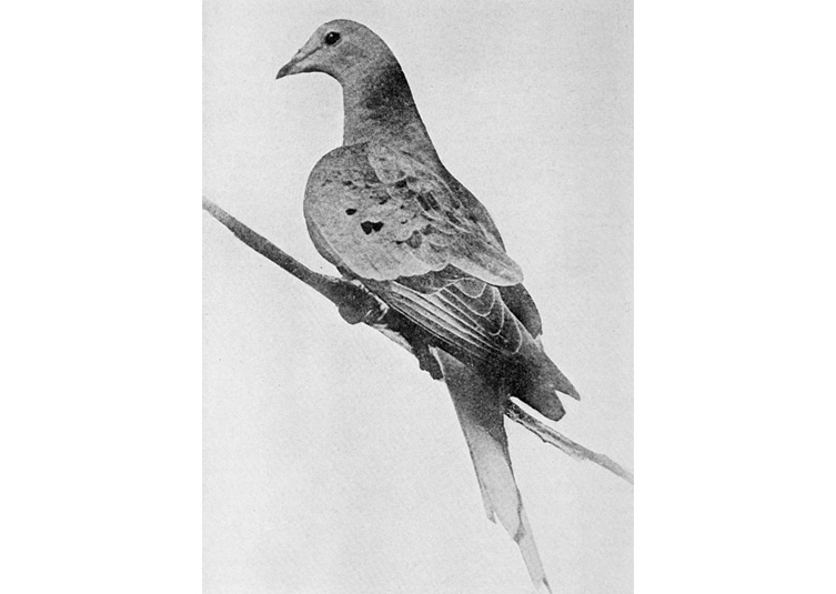 Black and white photograph of the passenger pigeon known as Martha sitting on a branch