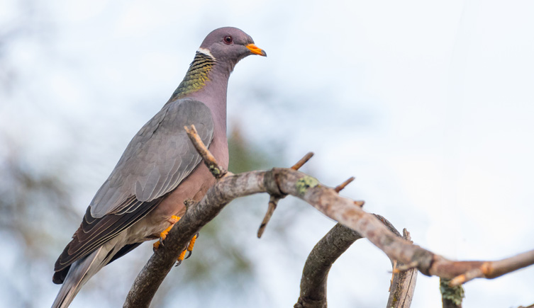 A band-tailed pigeon with a purplish grey breast, light grey back and – on the back of its neck – a white strip and a patch of green, scaly looking feathers