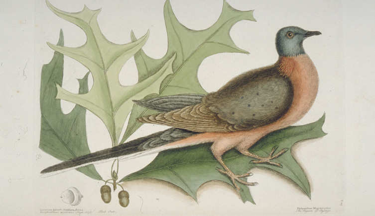 Illustration of a passenger pigeon alongside the leaves and fruit of a relevant tree species