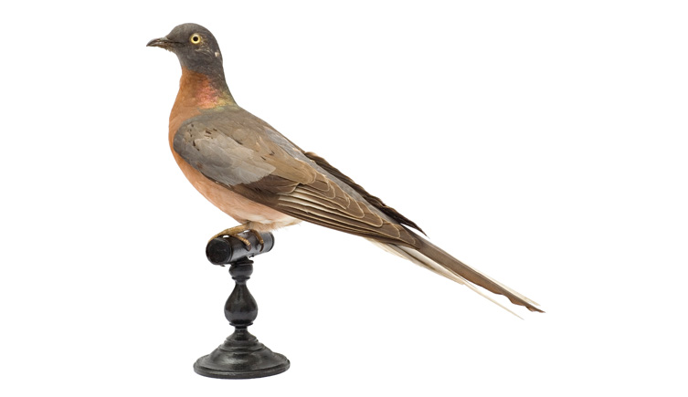 A taxidermy passenger pigeon