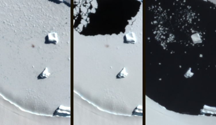 A timelapse showing the Smyley Island colony on 10 October, 28 October and 10 December 2022.