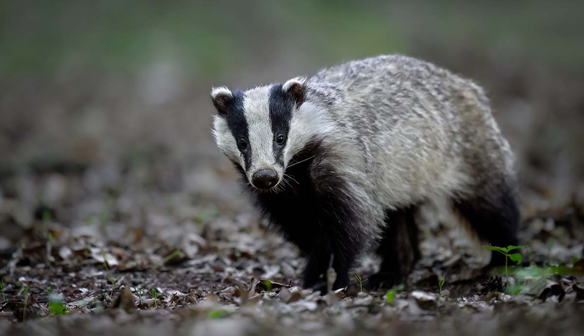 A badger standing on leaf litter in woodland.