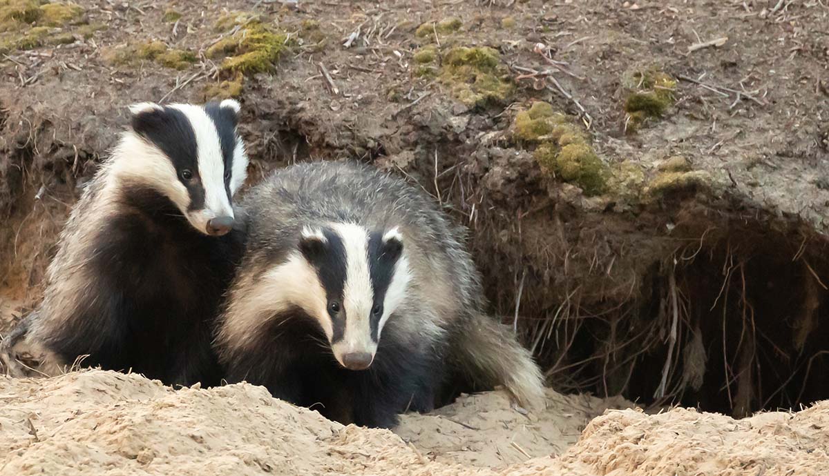 Two badgers stand by the entrance to their sett.