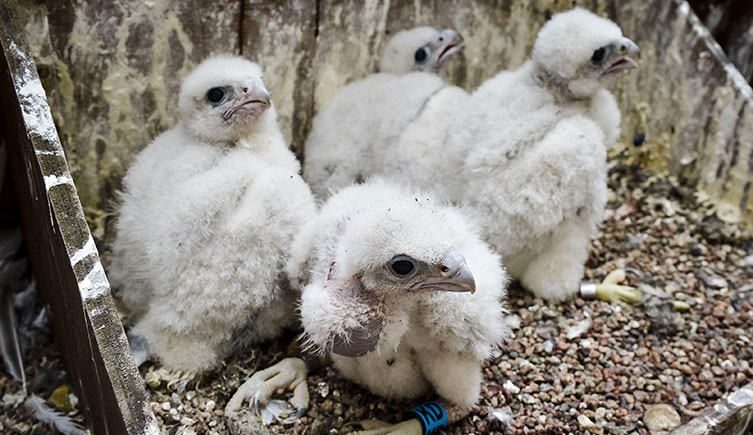 Four peregrine falcon chicks in a specially made nest box