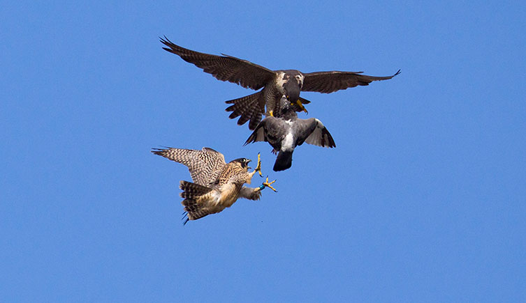 Birds in mid-air, one holding a dead pigeon below itself and another flying towards the pigeon with talons outstretched