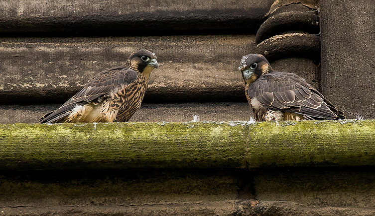 Two young peregrine falcons on a building ledge