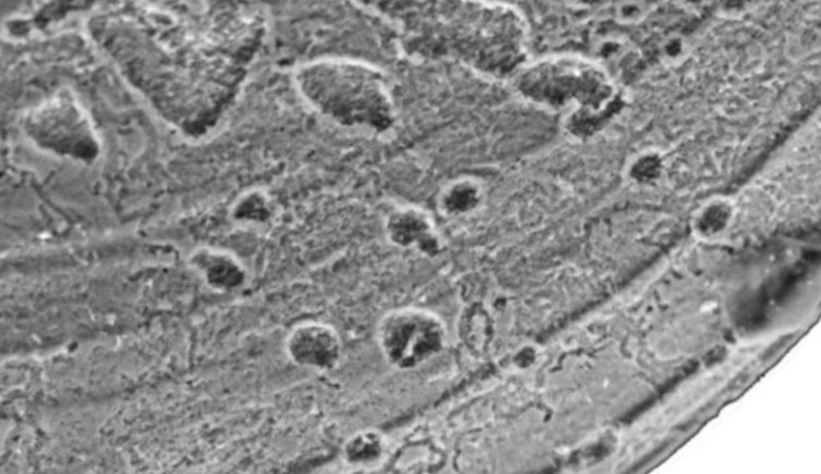 An electron microscope scan of one of the fossilised shells