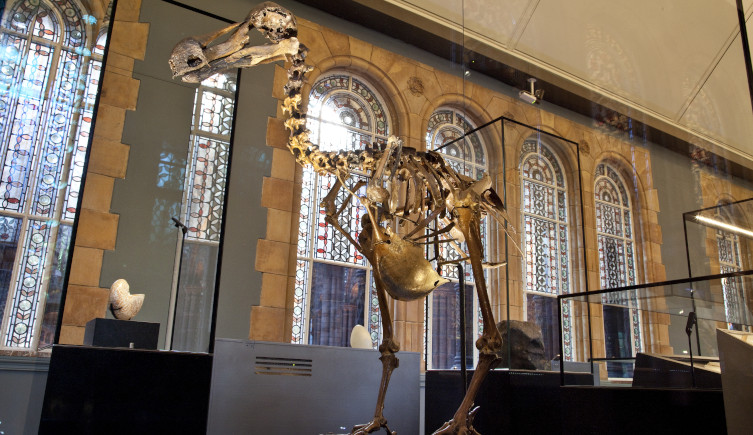 A dodo skeleton in the Treasures Gallery at the Museum