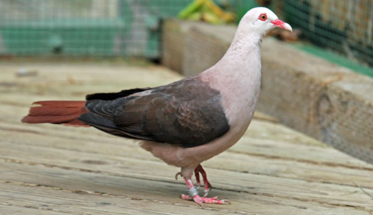 A pink pigeon standing on wooden boards in captivity