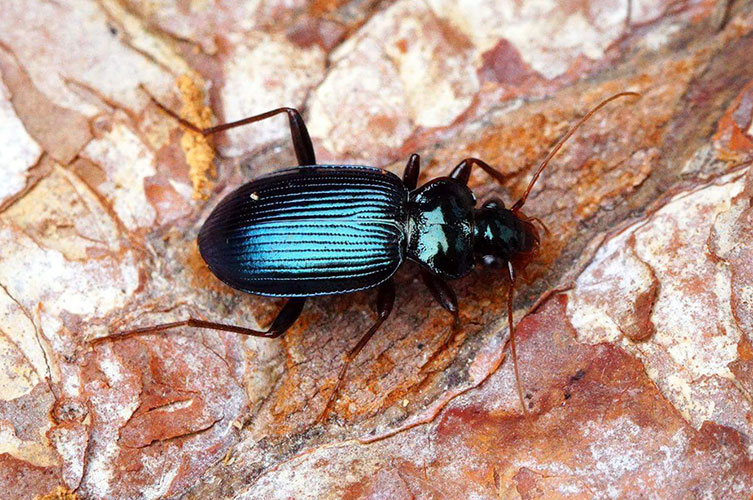 A glossy, dark blue-green beetle. 