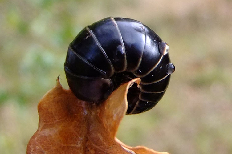 A dark, segmented millipede curled around a leaf. 