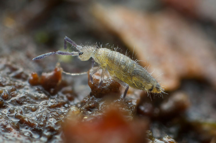 A small insect moving over fallen leaves