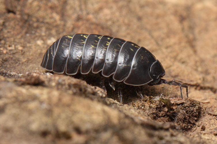 A dark grey woodlouse crawling along the ground. Its segments have some off-white markings. 