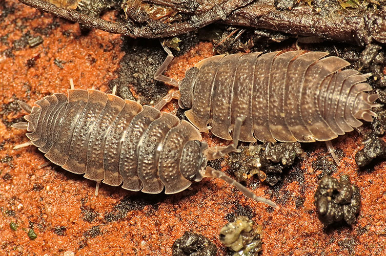 Two grey woodlice crawling along the ground. Their segments are covered numerous in tiny bumps. 
