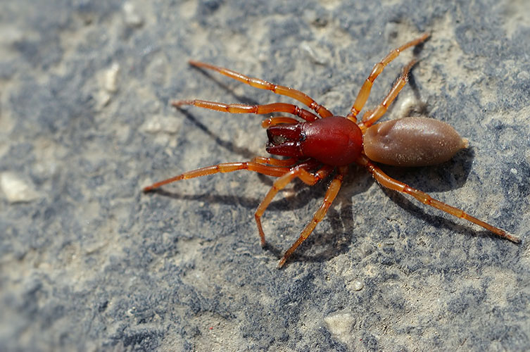 This spider has a red cephalothorax, a tan-coloured abdomen and orange legs. 