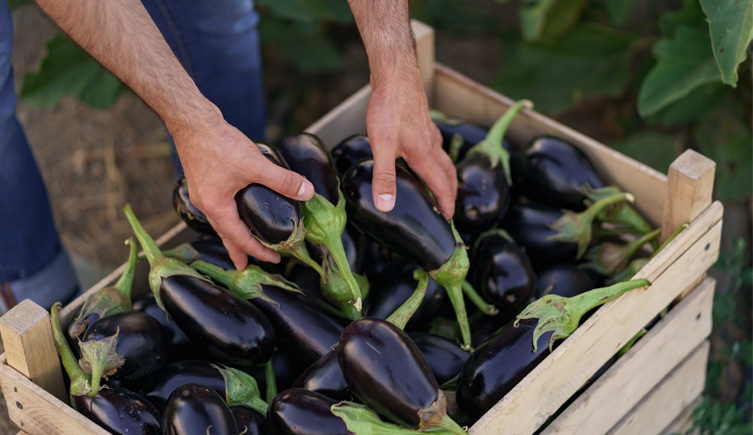 A farmer harvesting auberbines and placing them in a box