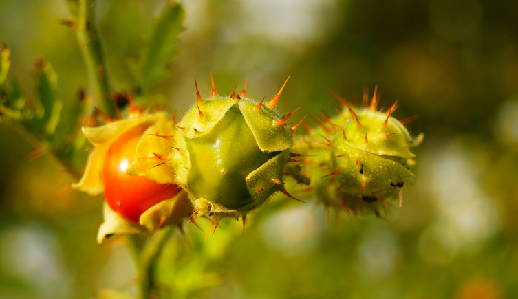 A close up of a plant with red fruit that is covered in prickles