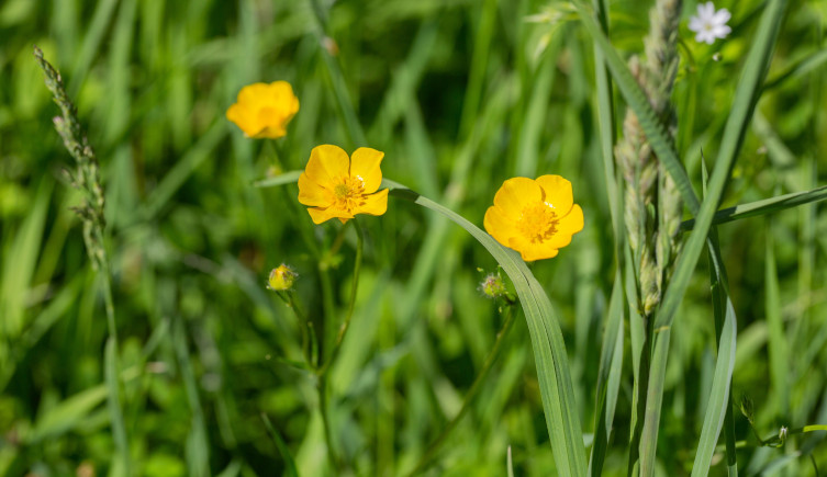 The yellow flowers of corn buttercup among grass