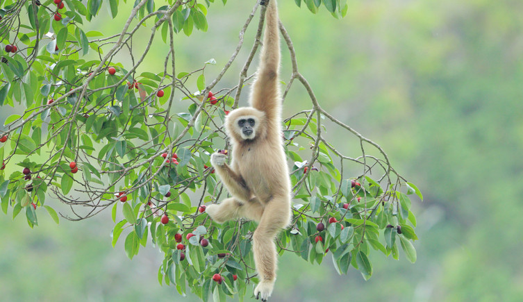 A lar gibbon hangs in a tree with red fruits
