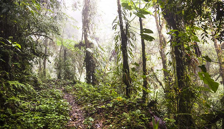 A photo of mist drifting through a rainforest with a track leading uphill.