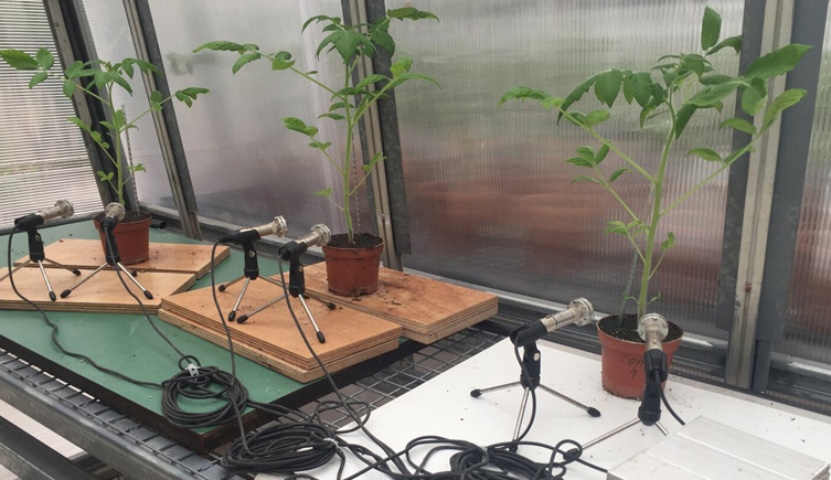 Three tomato plants in a greenhouse with microphones positioned next to each plant.